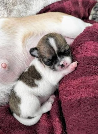 Chihuahua Welpen mit Schweizer Stammbaum SRZ