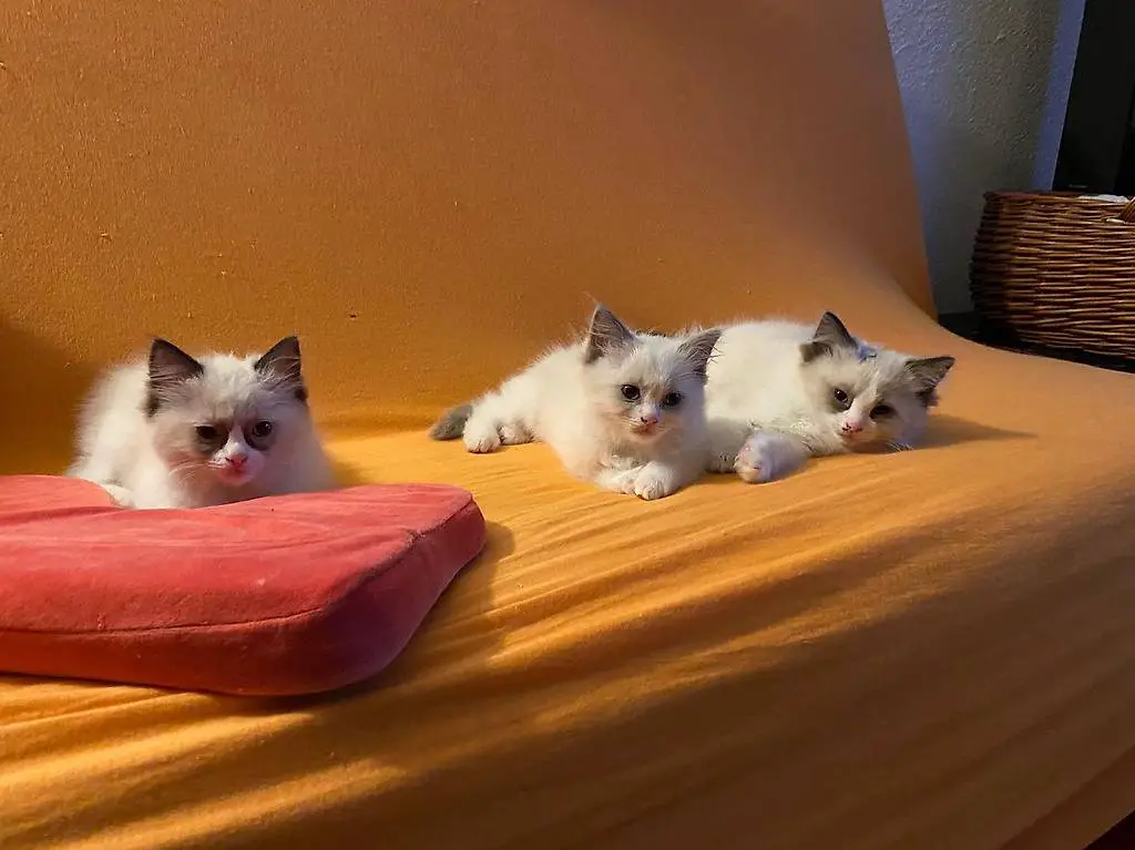 2 Ragdoll Babykater