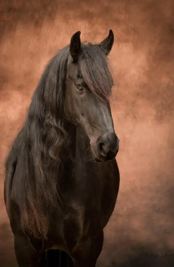 Reitbeteiligung für liebe 6-jährige Friesenstute im Aargau