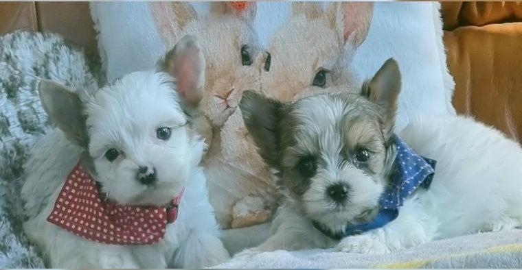 Yorkshire, Biewer, Bieweryorkshire, Blueberry