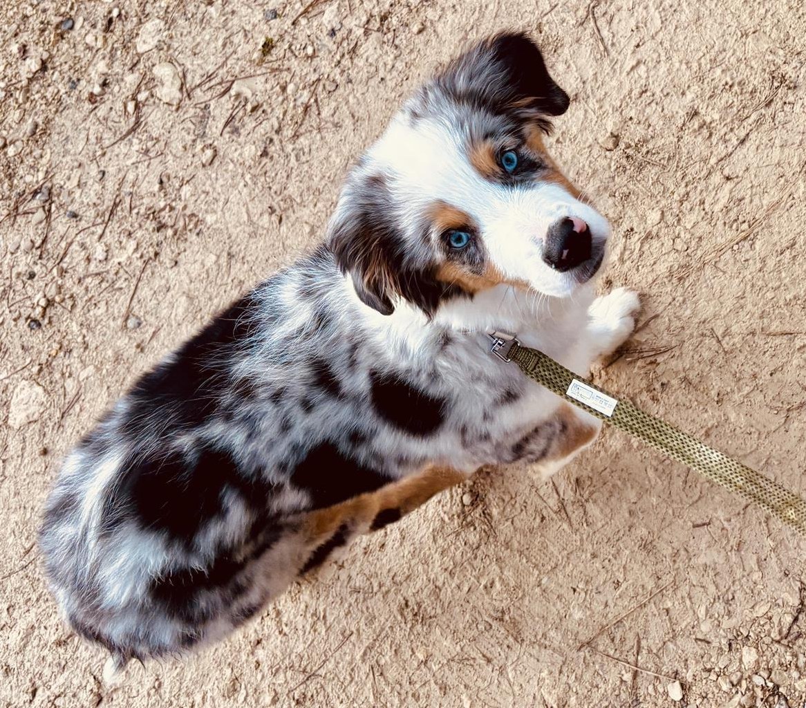 Mini Australian Shepherd, männlich, 4.5 Monate