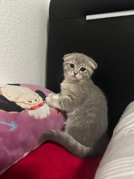 Süsse British Scottish Fold Kurzhaar Kitten zum Adoptieren