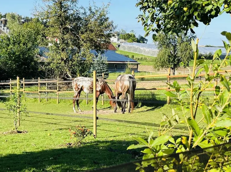 Suche die beste Stallfee für kleine Appaloosa-Bande