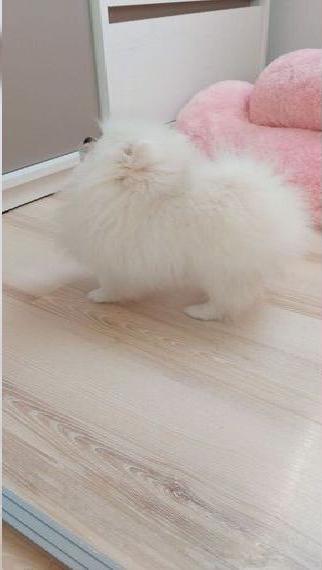 Pomeranian Zwergspitz Welpen