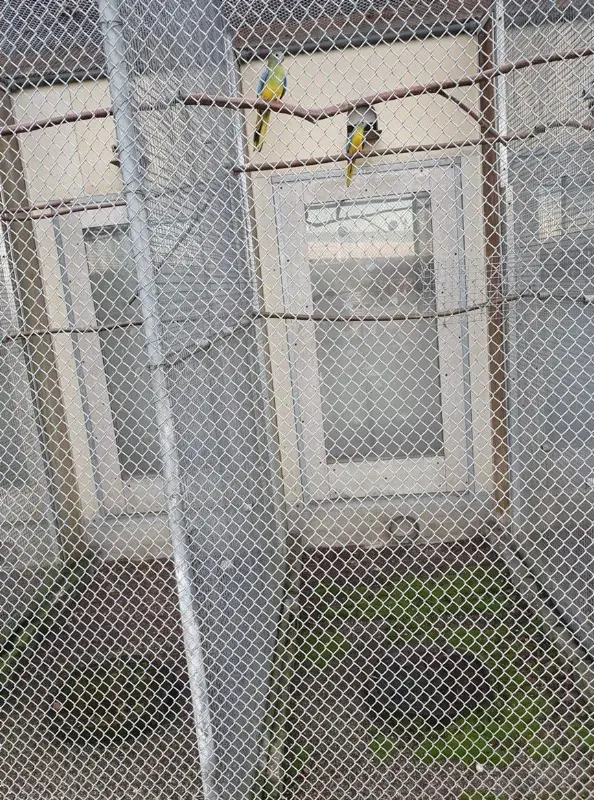 Wildfarbene Schönsittiche zu verkaufen