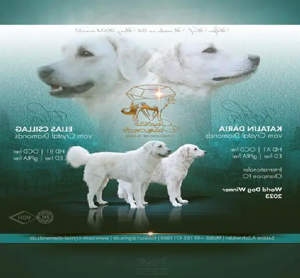 Ungarische Kuvasz Welpen VDH / FCI