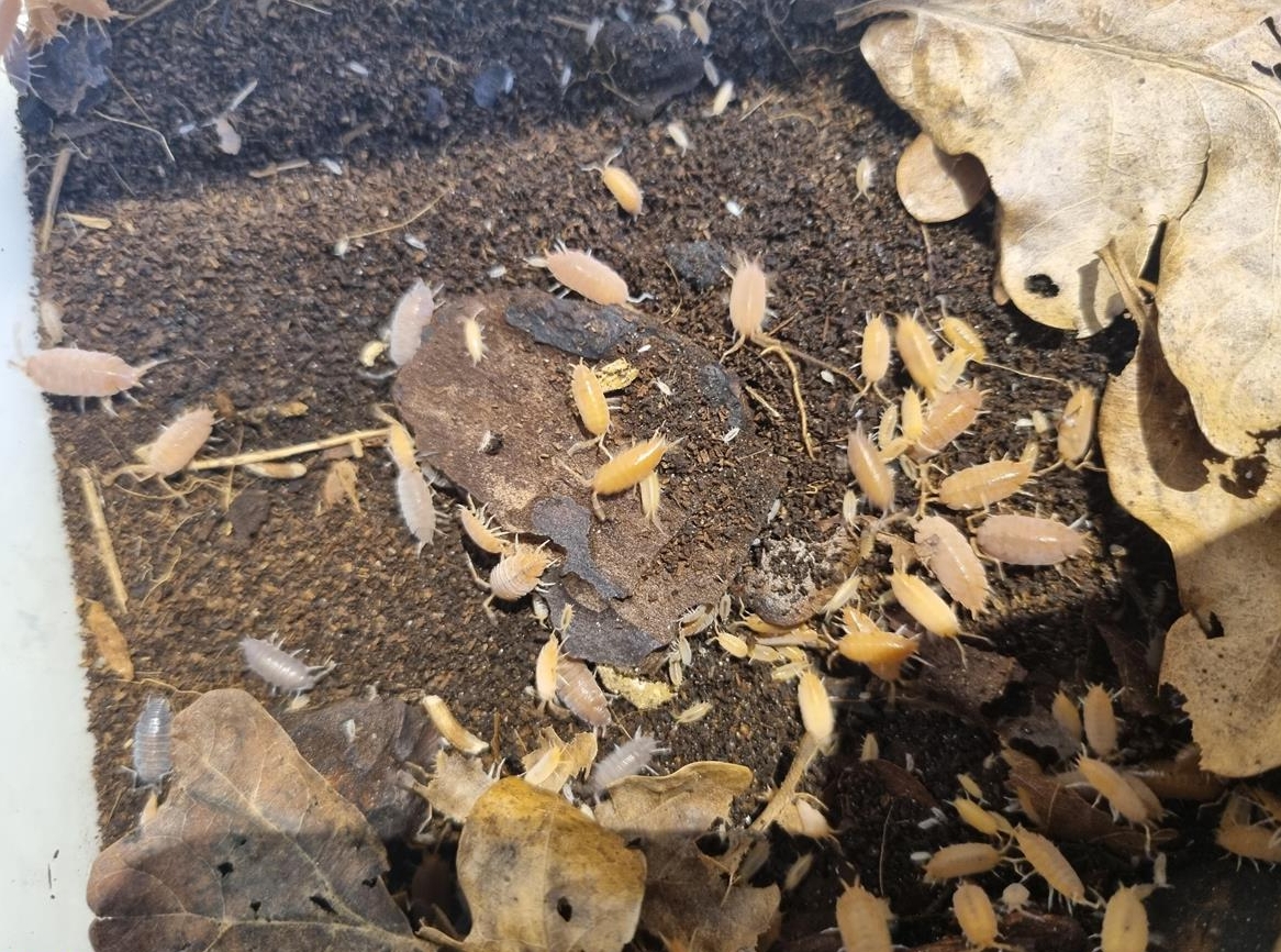 Kubanische Asseln, Porcellionides pruinosus