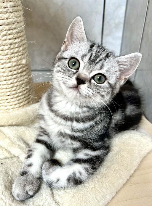 Britisch Kurzhaar Kitten in silber tabby, Whiskas