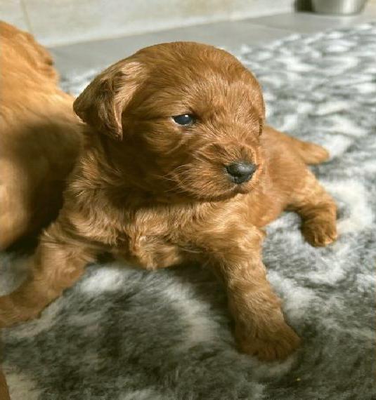 Labradoodle F1 Medium/Mini familienfreundliche Zucht Pudel