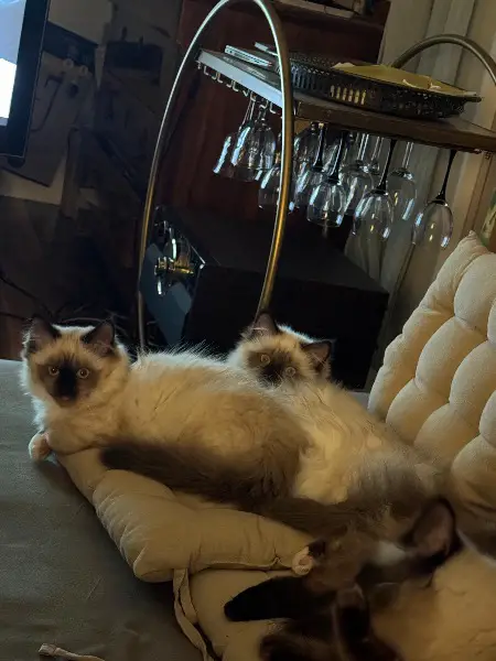 2 wunderschöne HeiligeBirma