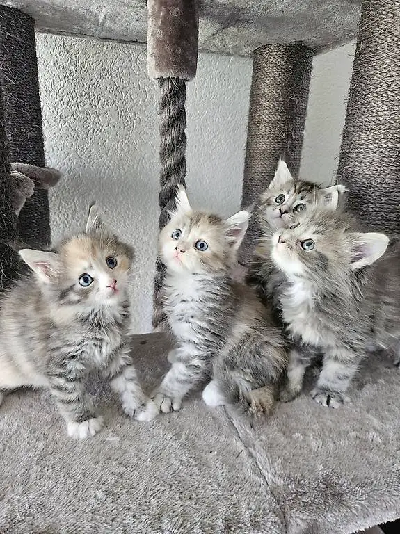 Maine Coon Kitten