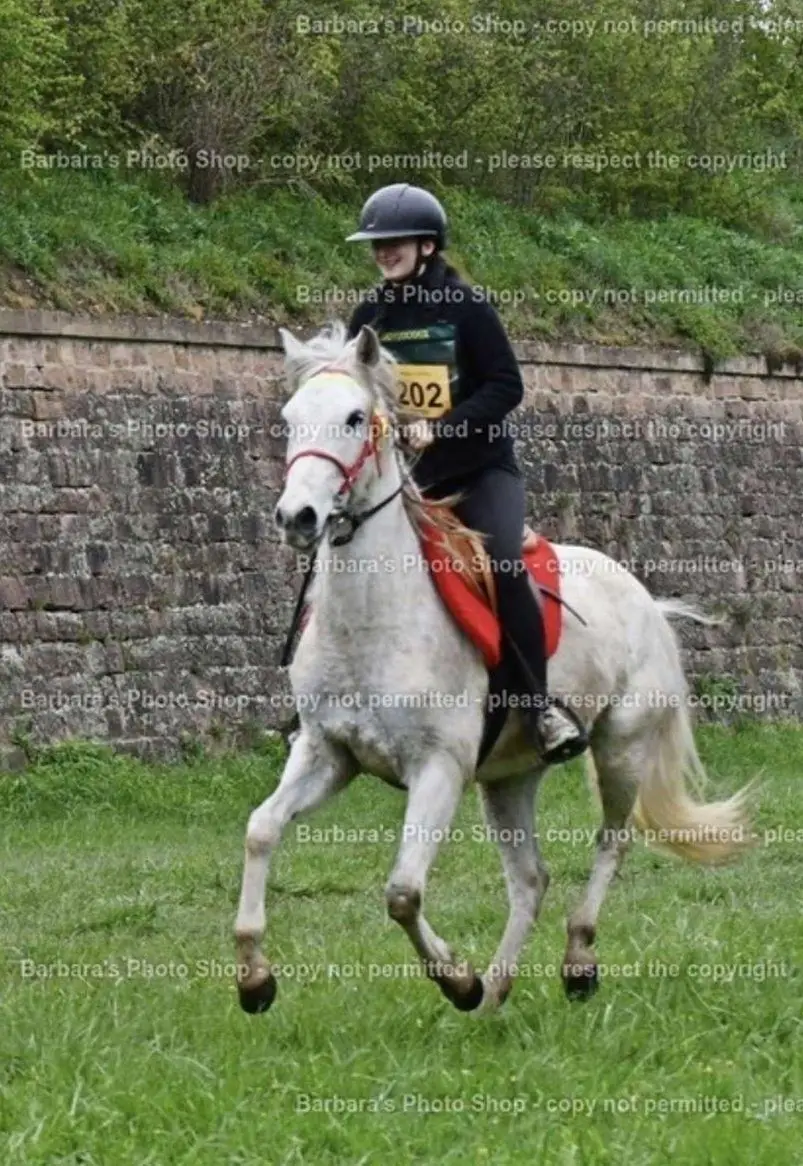 Brave kleine Lusitano Stute, 8-jährig