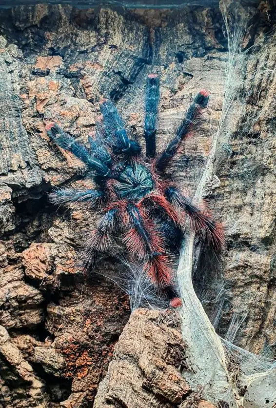 Schöne Vogelspinnen zur Abgabe für Profi oder Anfänger