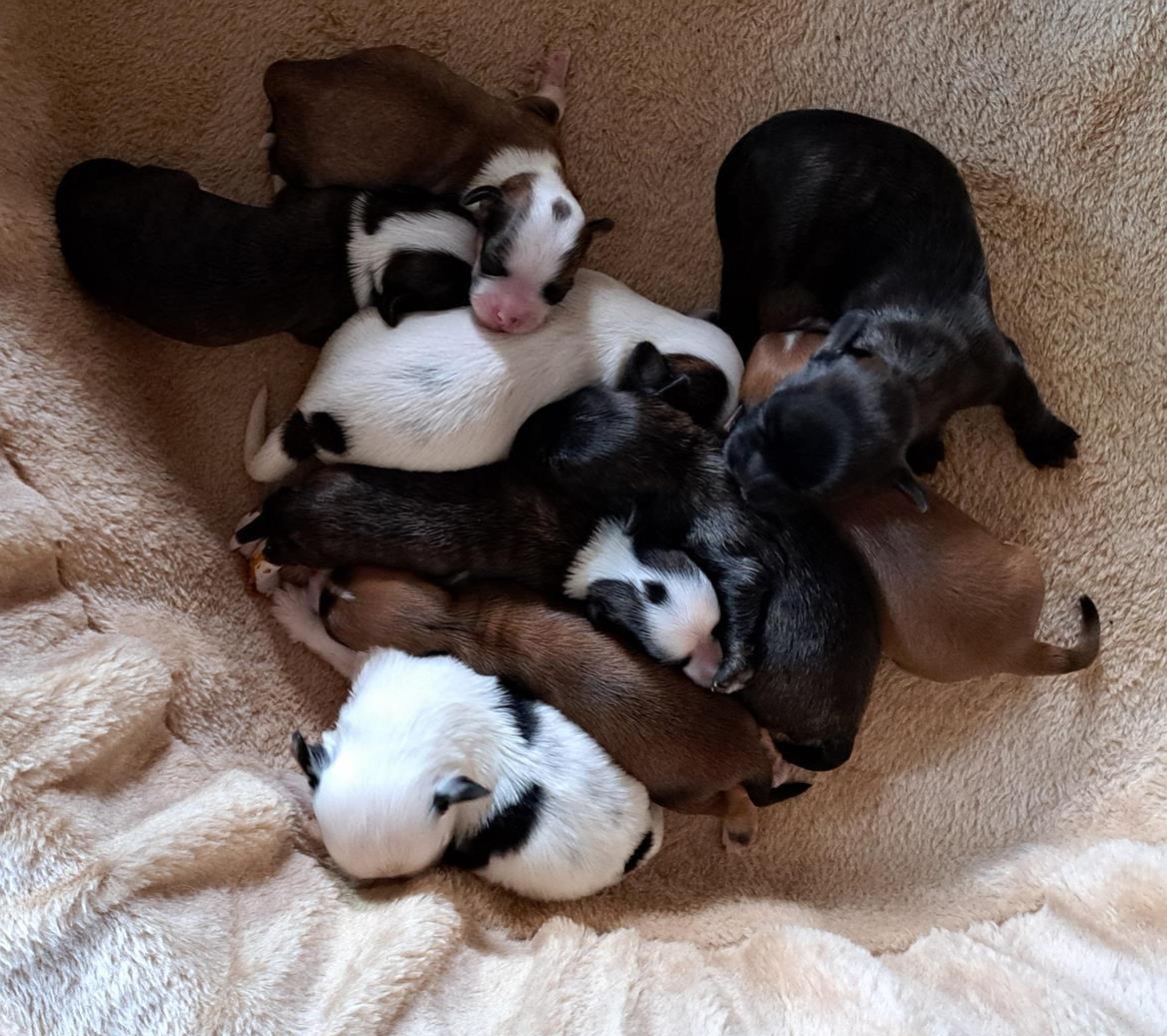 Reinrassig Havaneser Welpen mit Ahnentafel zu verkaufen