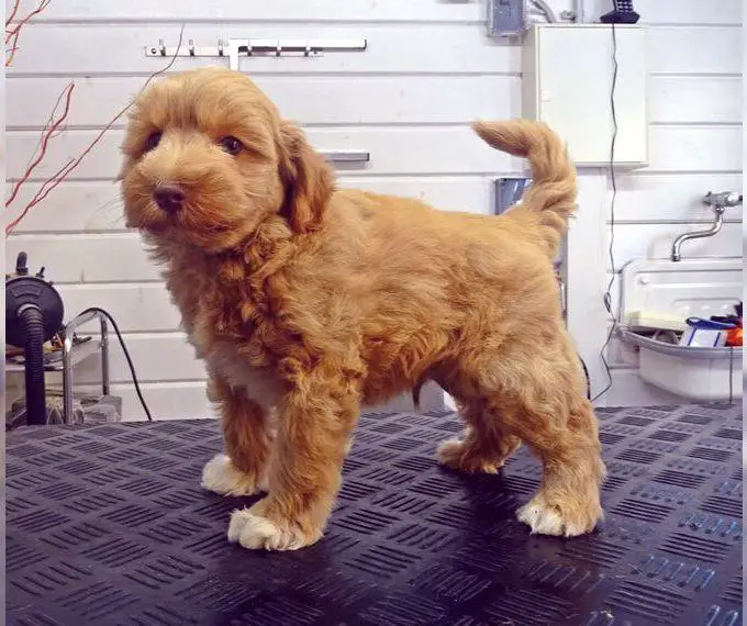 American Zwergschnauzer Welpen wheaten und wheaten parti