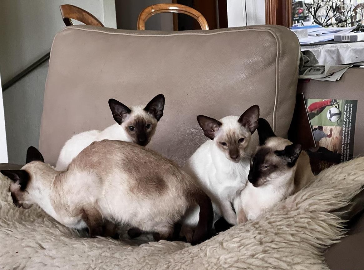 Edle Siamesen Jungtiere mit FFH/FIFe Stammbaum