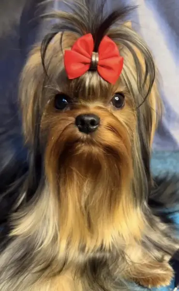 Yorkshire terrier rüde