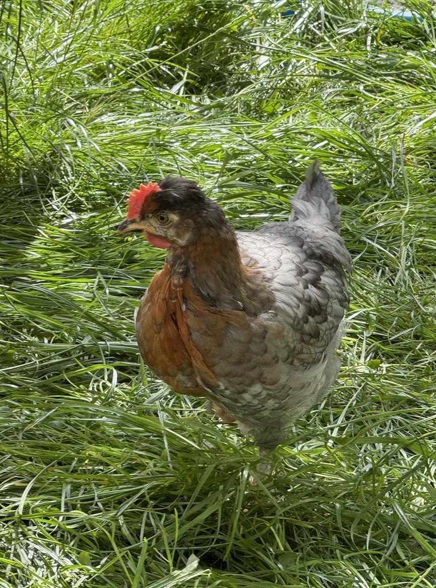 Araucana x Marans Junghahn, 6 Wochen alt
