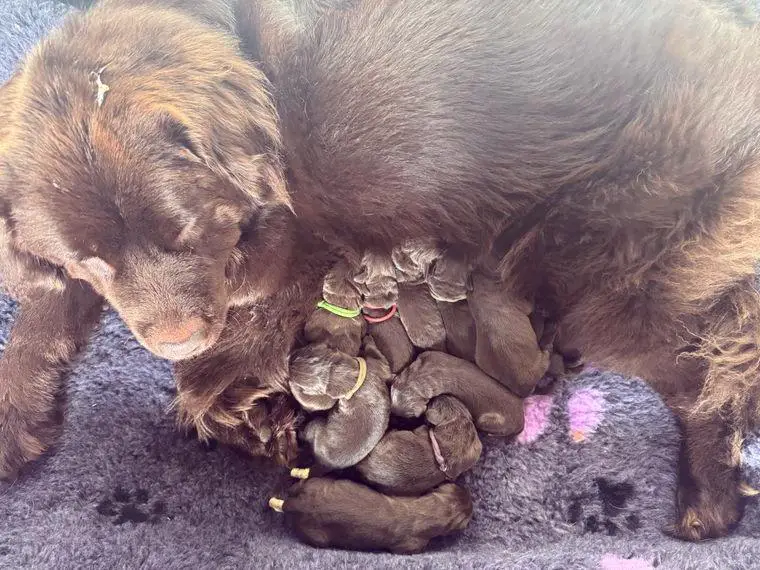 Neufundländer Braun