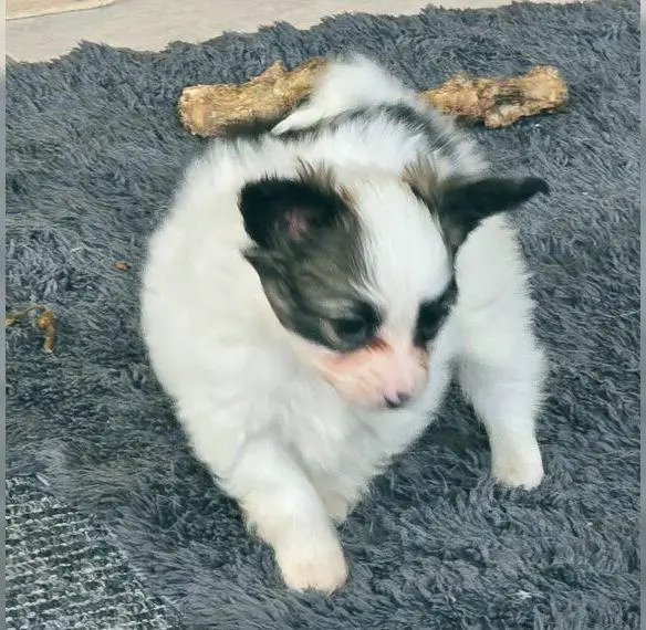 Papillon sucht passendes Körbchen