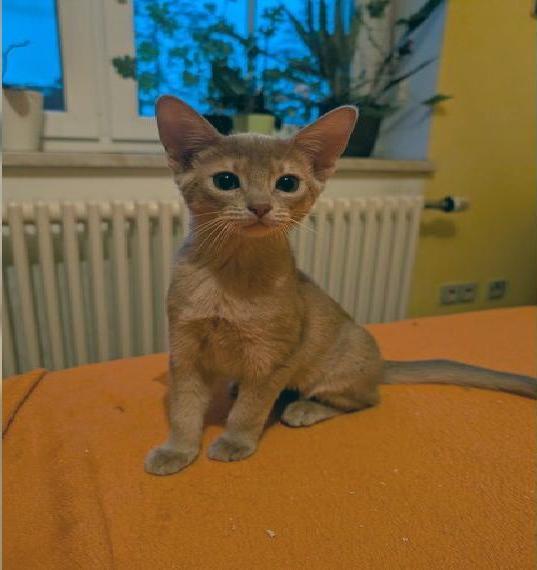 Abessinier Kitten mit Stammbaum