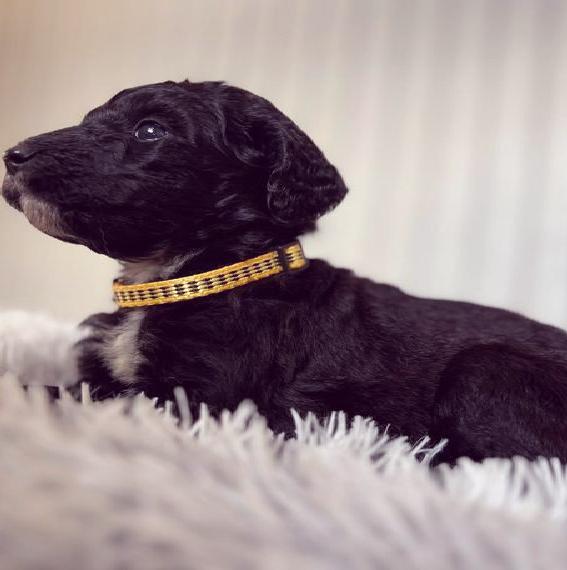 Bezaubernde Borderdoodle Welpen / wie Aussiedoodle