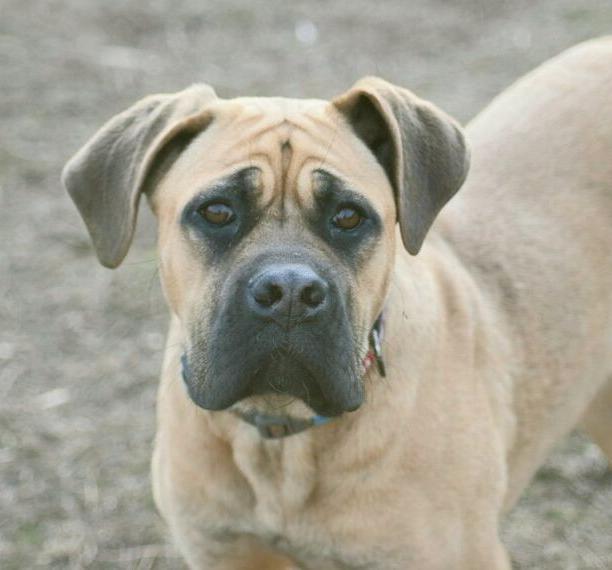 CANE CORSO wunderschöne Weibchen 7 monate alt mit FCI ahnentafel