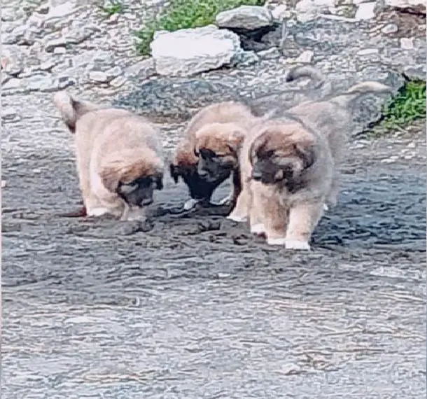 Leonberger-Pyrenäenberghund Mischlingswelpen