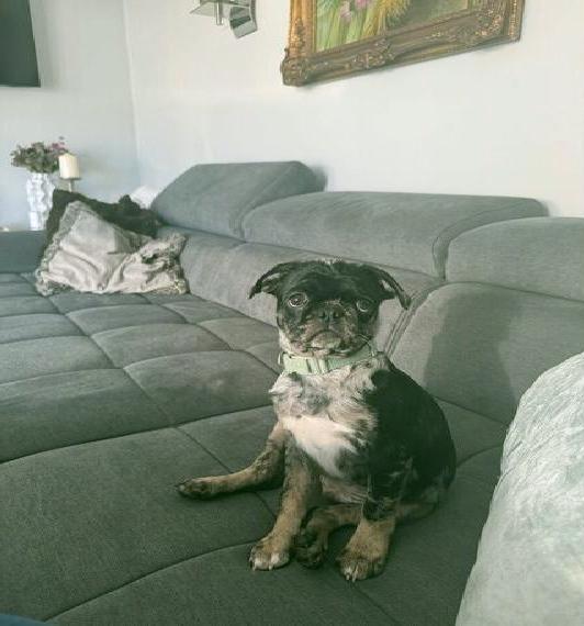 Wunderschöner Retro Mops Rüde Welpe