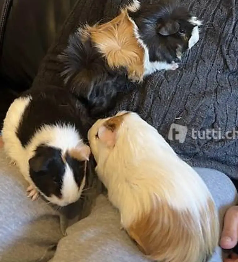 3 Rosetten Meerschweinchen, männlich, kastriert