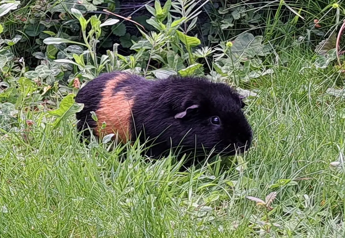 2 Tierschutz Meerschweinchen suchen artgerechtes Zuhause