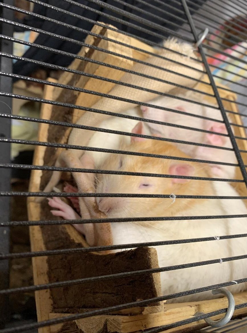 Farbratten Bock Erwin sucht ein neues Zuhause