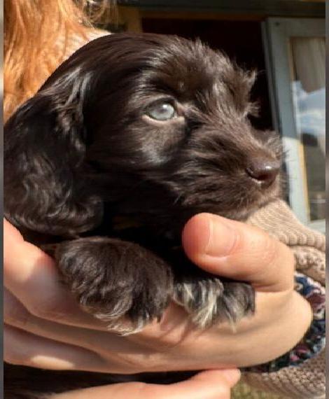 Cockapoo mit Abstammungsnachweis