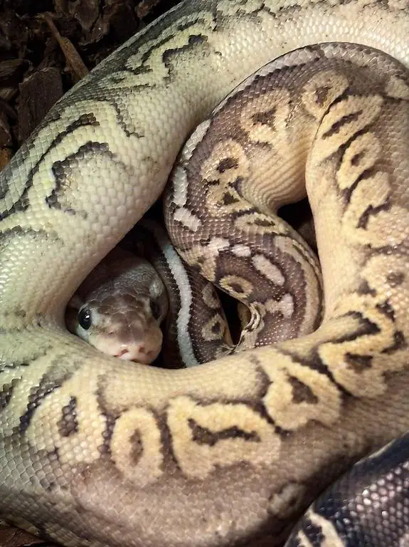 Königspython 1.0 Sterling zu verkaufen