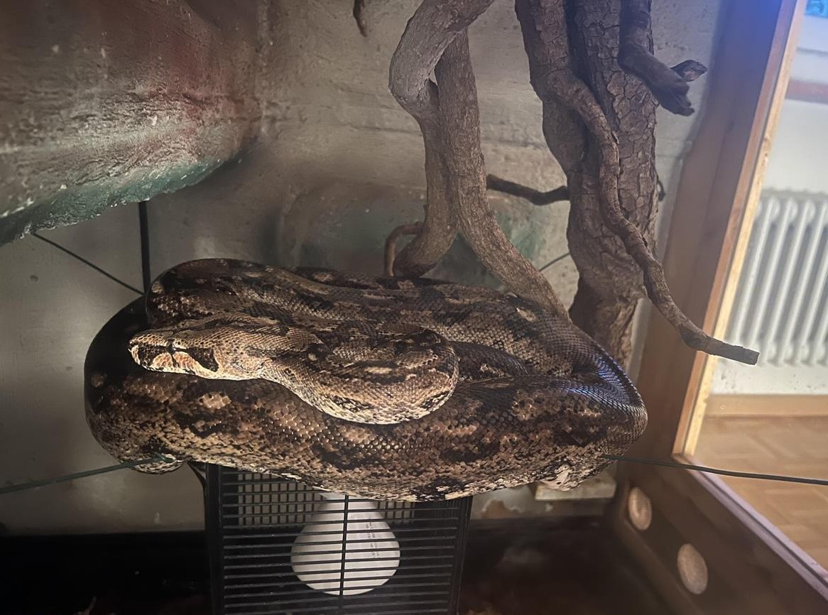GRATIS: Boa Constrictor sucht neues Zuhause