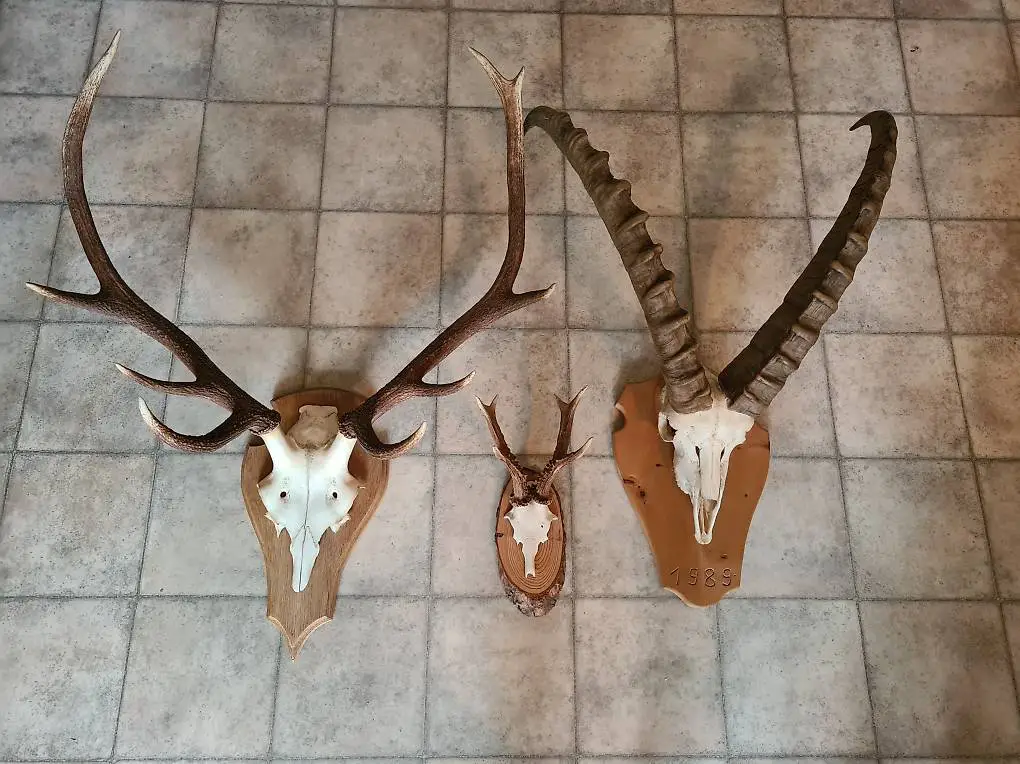 Steinbock Hirsch und Reh