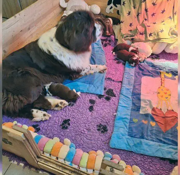 Wunderschöne braune Neufundländerwelpen geb.