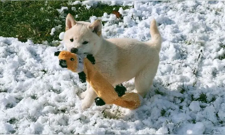 Kleiner Shiba Inu Eisbär sucht liebes Zuhause