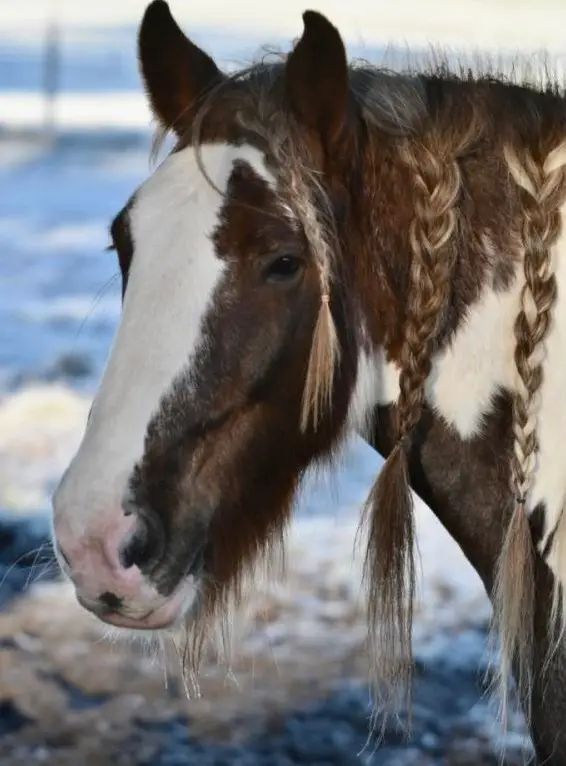 Zuverlässige Reitbeteiligung für Tinker, Kanton Bern
