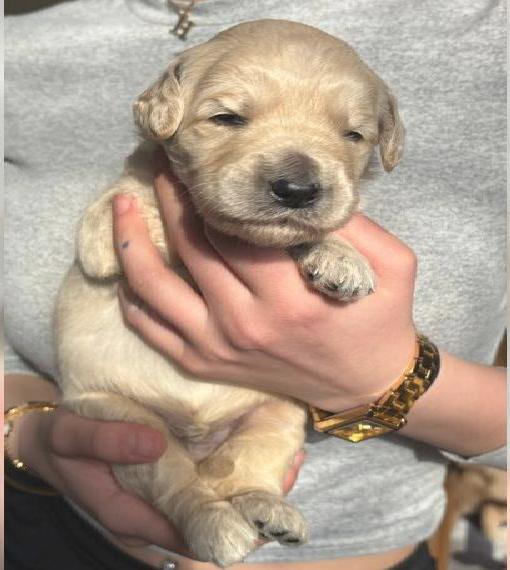 Goldendoodle Welpen Standard