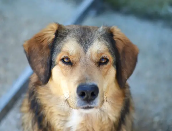 Lina, Mischlingshündin, ca. 3,2 Jahre, z.zt. in Griechenland