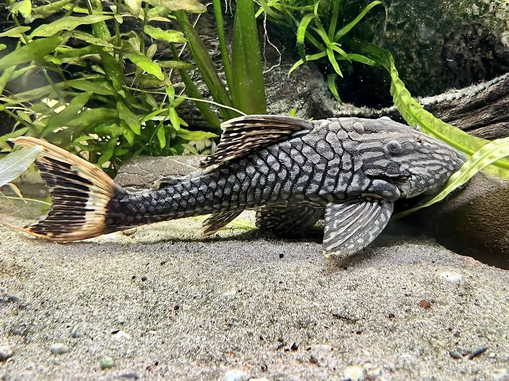 L90 weissschwanz Panaque zu verkaufen.