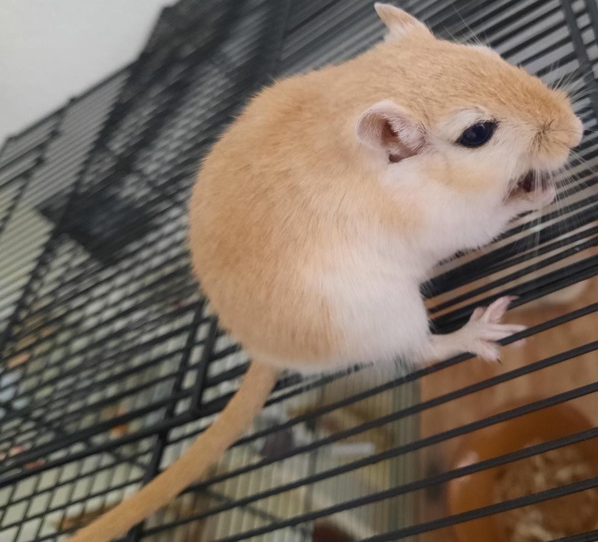 Senior Rennmaus Männchen Hampi sucht ein Zuhause