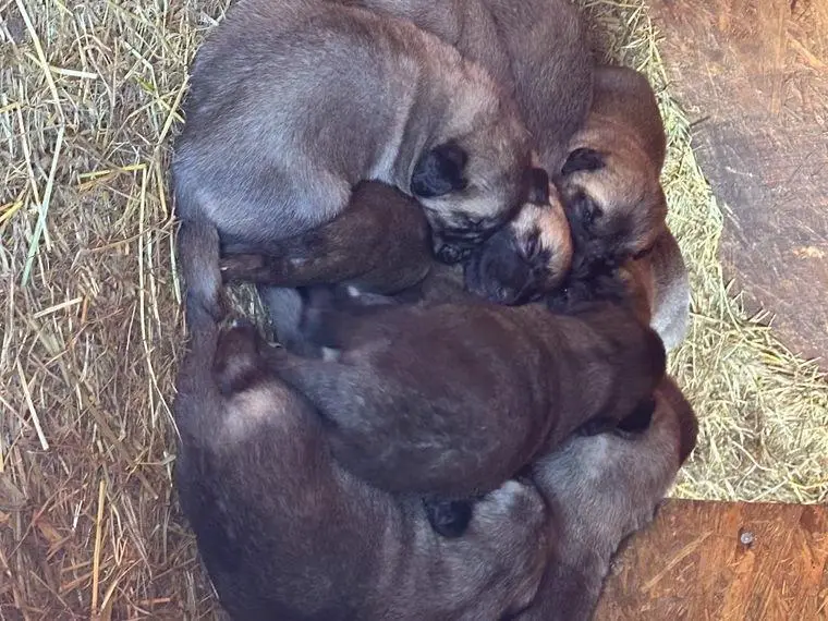 Kangal Welpen abzugeben