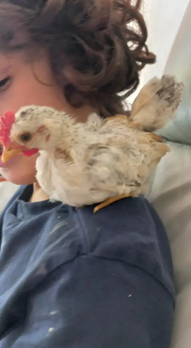 Serama Junghahn, darf mit Henne ausziehen