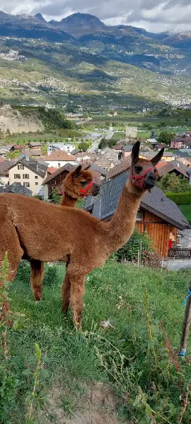 Alpaka et lama