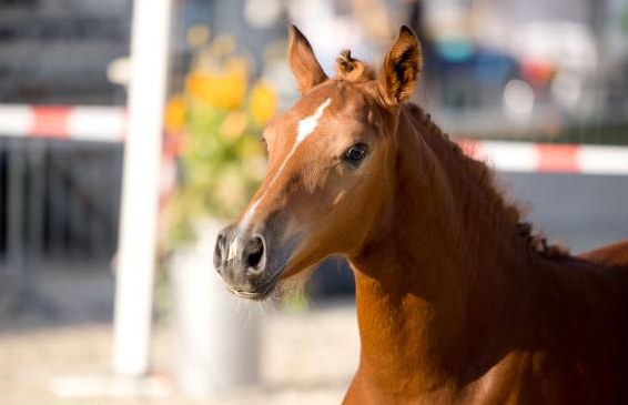 Praktikum auf Landwirtschaftsbetrieb mit Pferdezucht