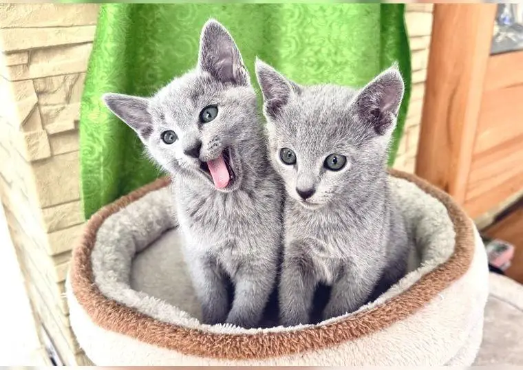 Reinrassige Russisch Blau Kitten mit Stammbaum