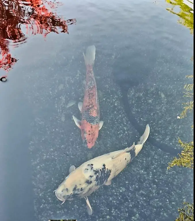 Koifische günstig abzugeben