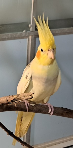 Junge Nymphensittiche